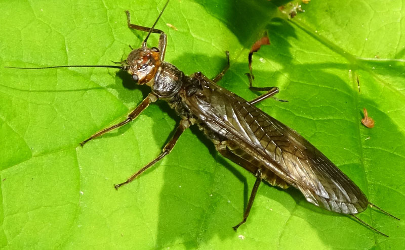 Dinocras cephalotes - Perlidae